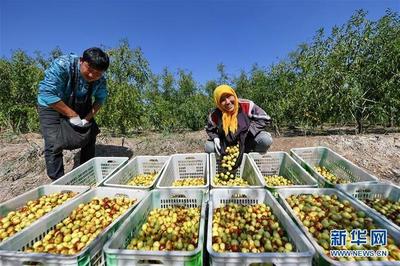 河北黃驊:金秋冬棗飄香