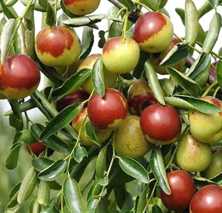 黃驊冬棗:高山種植,美味又營養(yǎng)