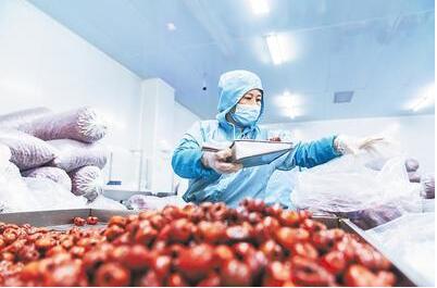 滄州黃驊冬棗 打造高品質農業金字招牌的甜蜜實踐