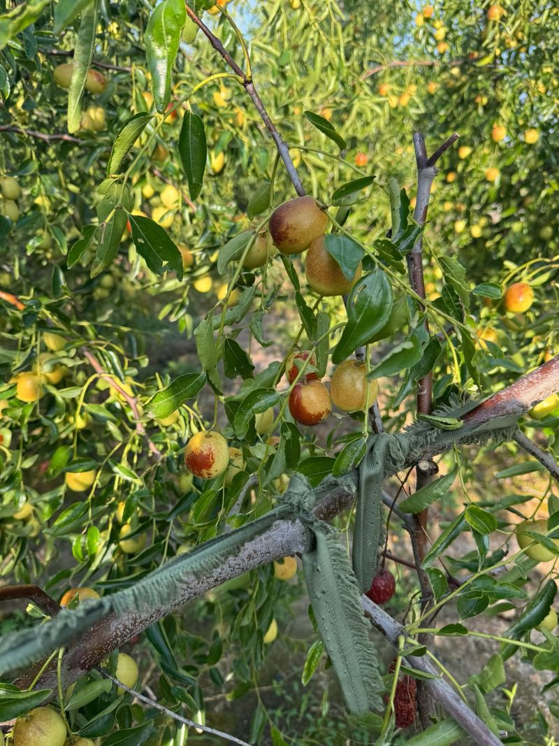 黃驊冬棗 河北滄州的“金疙瘩”，品質與實惠的完美結合